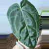 plant/A. KD NOID The Dale x (Crystal x Forgettii)-1-thumbnail