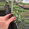 plant/Reverted Scindapsus Mayari (Indonesian Origin) starter plant growers choice-2-thumbnail