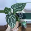 plant/A. KD NOID The Dale x (Crystal x Forgettii)-1-thumbnail