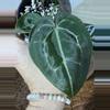 plant/A. Michelle x (Tim Anderson Black x Villenaorum)-2-thumbnail