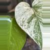 plant/🌿MONSTERA SILVER STAR-3-thumbnail