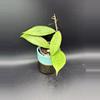 plant/Hoya Finlaysonia #439-0-thumbnail