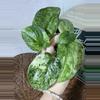 plant/🎉SALE! S. Halimoon #3-6-thumbnail