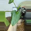 plant/A. Goliath x KD NOID The Dale-4-thumbnail