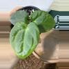 plant/A. (Crystal Mag x Forgettii) x Goliath-0-thumbnail