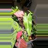 plant/Alocasia Golden Dragon 4in-0-thumbnail