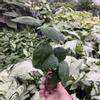 plant/Strawberry Hibiscus starter plant growers choice-1-thumbnail