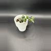 plant/Hoya Chinghungensis #436-0-thumbnail
