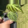 plant/Variegated Philodendron Verrucosum-6-thumbnail