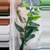 plant/Mourning Gecko, Lepidodactylus Lugubris (baby/juvenile only!)-0-thumbnail