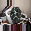 plant/Alocasia Black Velvet Gold-2-thumbnail
