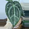 plant/A. KD NOID The Dale x (Crystal x Forgettii)-0-thumbnail