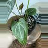 plant/A. KD NOID The Dale x (Crystal x Forgettii)-4-thumbnail