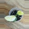 plant/Epipremnum Aureum ‘Japanese Global Pothos’-1-thumbnail