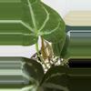 plant/A. KD NOID The Dale x (Crystal x Forgettii)-5-thumbnail