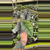 plant/Alocasia Bisma 4in-0-thumbnail