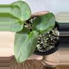 plant/A. (Crystal Mag x Forgettii) x Goliath-1-thumbnail