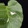 plant/🌿 MONSTERA FISH BONE-2-thumbnail