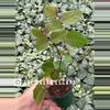 plant/Roseopicta (Breynia Disticha) 2” pot growers choice-0-thumbnail
