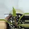 plant/A. Goliath x KD NOID The Dale-2-thumbnail