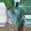 plant/A. KOS (HU)-1-thumbnail