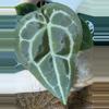 plant/A. Michelle x (Tim Anderson Black x Villenaorum)-2-thumbnail