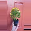 plant/Yellow Chrysanthemum Morifolium "Garden Mum" 3" pot exact plant-2-thumbnail