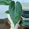 plant/A. Goliath x KD NOID The Dale-0-thumbnail