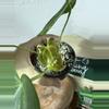 plant/A. KD NOID The Dale x (Crystal x Forgettii)-6-thumbnail
