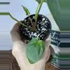 plant/A. Goliath x KD NOID The Dale-5-thumbnail