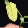 plant/Philodendron Micans Mint-4-thumbnail