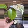 plant/🌿MONSTERA SILVER STAR-1-thumbnail
