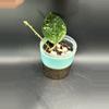 plant/Verticillata Heart Shape Splash #426-0-thumbnail