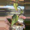 plant/Philodendron Micans Mint-0-thumbnail