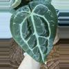 plant/A. Michelle x (Tim Anderson Black x Villenaorum)-4-thumbnail