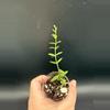 plant/Hoya Engleriana #442-1-thumbnail