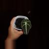 plant/Alocasia Black Velvet Gold-1-thumbnail