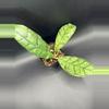 plant/Hoya Black Cat #307-0-thumbnail