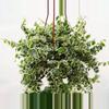 plant/Variegated Ficus Pumila (Variegated Creeping Fig) starter plant growers choice-0-thumbnail