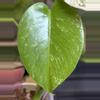 plant/🌿MONSTERA SILVER STAR-6-thumbnail