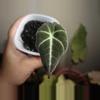 plant/Alocasia Black Velvet Gold-0-thumbnail
