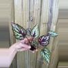 plant/Begonia Rex Salsa starter plant growers choice-1-thumbnail