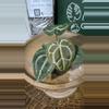 plant/A. Michelle x (Tim Anderson Black x Villenaorum)-5-thumbnail