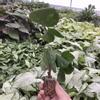 plant/Strawberry Hibiscus starter plant growers choice-2-thumbnail