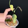 plant/Philodendron Micans Mint-5-thumbnail