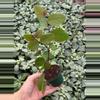 plant/Roseopicta (Breynia Disticha) 2” pot growers choice-2-thumbnail