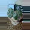 plant/A. KD NOID The Dale x (Crystal x Forgettii)-7-thumbnail