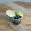 plant/Epipremnum Aureum ‘Japanese Global Pothos’-0-thumbnail
