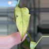 plant/Philodendron Micans Mint-2-thumbnail