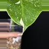 plant/🌿 MONSTERA FISH BONE-1-thumbnail